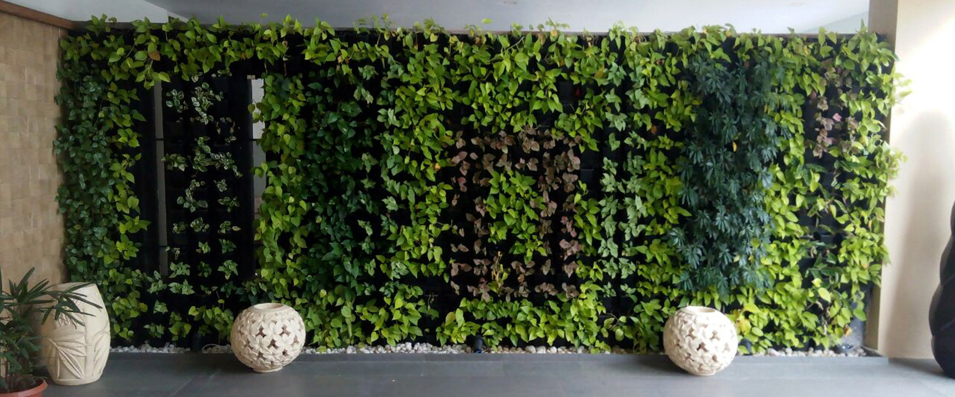 Green Wall Plants Nursery